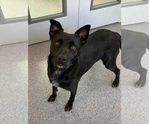 Mutt Dogs for adoption in Low Moor, VA, USA