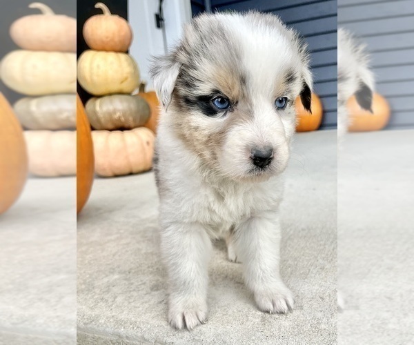 Medium Photo #10 Australian Shepherd Puppy For Sale in LODA, IL, USA