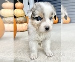 Small #9 Australian Shepherd