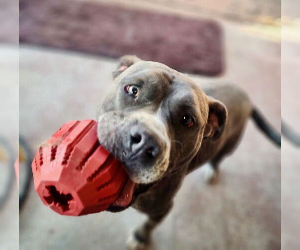 Medium Photo #14 American Pit Bull Terrier-American Staffordshire Terrier Mix Puppy For Sale in Mesa, AZ, USA