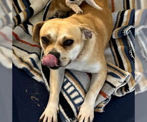 Beagle-Unknown Mix Dogs for adoption in Chico, CA, USA