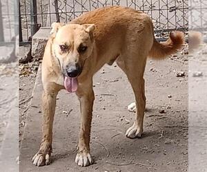 Huskies -Unknown Mix Dogs for adoption in San Antonio, TX, USA