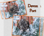 Small Photo #2 Pyredoodle Puppy For Sale in PAYETTE, ID, USA