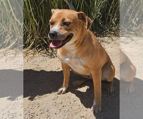 Medium Photo #6 Labrador Retriever-Unknown Mix Puppy For Sale in Lake Forest, CA, USA