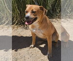 Small #5 Labrador Retriever Mix