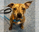 Small #2 Italian Greyhound