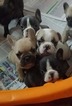 Small Photo #1 French Bulldog Puppy For Sale in ROCHESTER, MI, USA