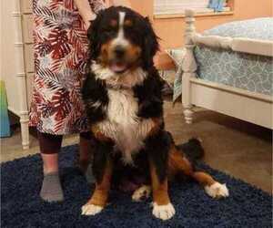 Mother of the Bernese Mountain Dog puppies born on 12/12/2019