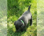 Small #15 Labrador Retriever