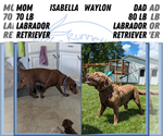 Small Photo #1 Labrador Retriever Puppy For Sale in GOSHEN, IN, USA