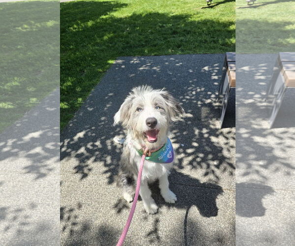 Medium Photo #1 Australian Shepherd Puppy For Sale in Columbus, IN, USA