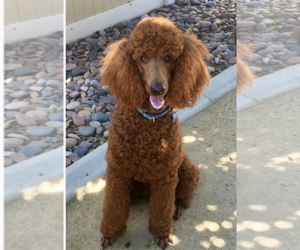Medium Photo #1 Poodle (Standard) Puppy For Sale in WESTMINSTER, CA, USA