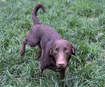 Small Labrador Retriever