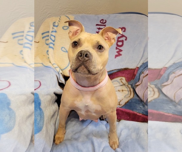 Medium Photo #8 Mutt Puppy For Sale in Rockaway, NJ, USA