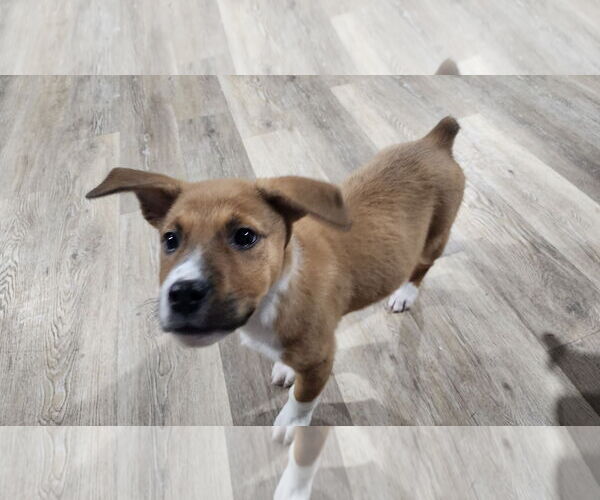 Medium Photo #2 Labrador Retriever-Unknown Mix Puppy For Sale in Marine City, MI, USA