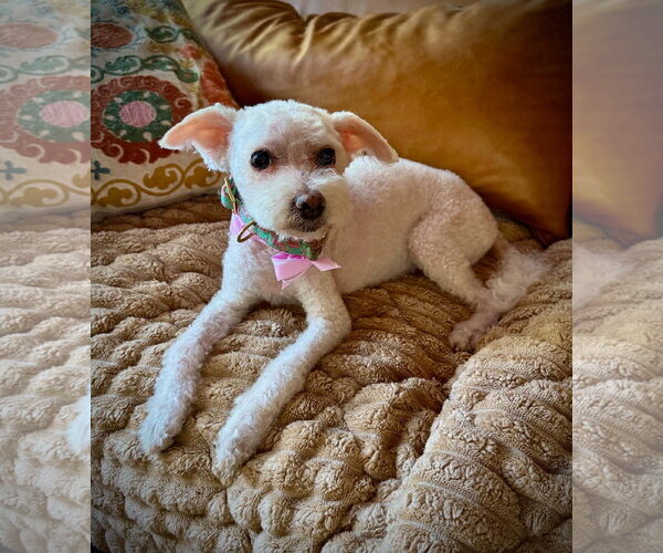 Medium Photo #2 Bichon Frise-Unknown Mix Puppy For Sale in Escondido, CA, USA
