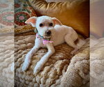 Small Photo #2 Bichon Frise-Unknown Mix Puppy For Sale in Escondido, CA, USA