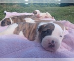 Small Photo #7 American Bulldog Puppy For Sale in MILLS RIVER, NC, USA