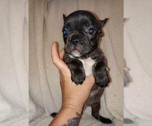 French Bulldog Puppy for sale in LAMAR, MS, USA
