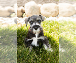 Small Photo #13 Schnauzer (Miniature) Puppy For Sale in MILLERSBURG, IN, USA