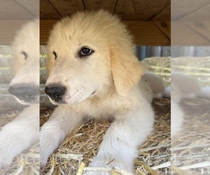 Great Pyrenees Puppy for sale in LUBBOCK, TX, USA