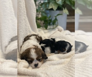 Cavalier King Charles Spaniel Puppy for sale in WEST SALEM, OH, USA