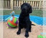 Small Photo #24 Labrador Retriever Puppy For Sale in HOLLY SPRINGS, NC, USA