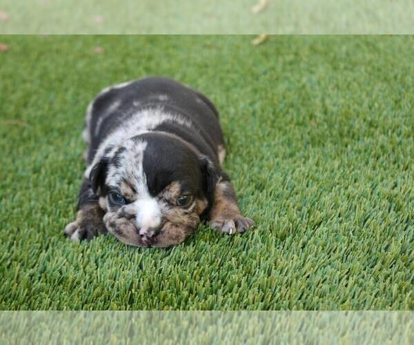 Medium Photo #1 English Bulldog Puppy For Sale in MENLO PARK, CA, USA