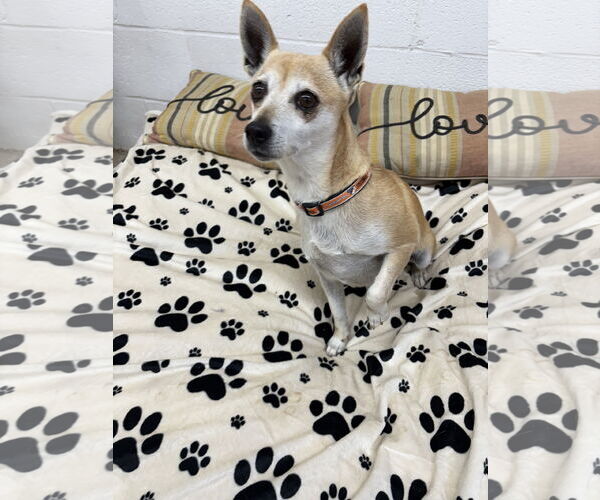 Medium Photo #3 Chiweenie Puppy For Sale in York, SC, USA