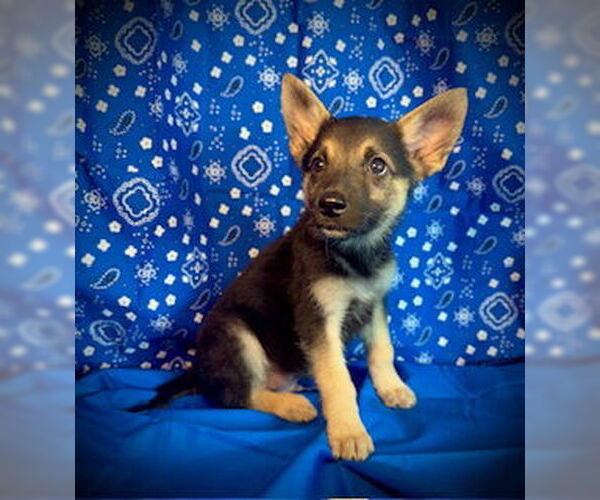 Medium Photo #2 Australian Kelpie-Unknown Mix Puppy For Sale in Pleasanton, TX, USA