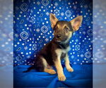 Small #1 Australian Kelpie Mix