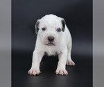 Small American Bully