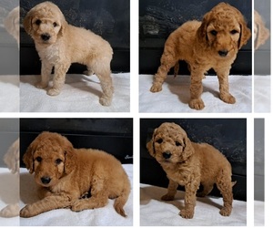 Goldendoodle Litter for sale in PELHAM, NH, USA