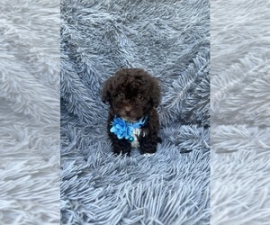 Poodle (Toy) Puppy for sale in JEFFERSONVILLE, IN, USA