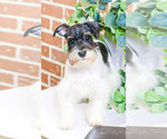 Small Photo #9 Schnauzer (Miniature) Puppy For Sale in SYRACUSE, IN, USA