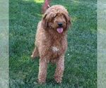 Small Photo #1 Goldendoodle (Miniature) Puppy For Sale in LEOLA, PA, USA