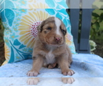 Puppy Axel Australian Shepherd