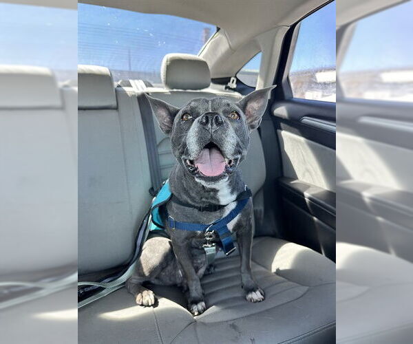 Medium Photo #3 Boston Terrier-Unknown Mix Puppy For Sale in Corpus Christi, TX, USA