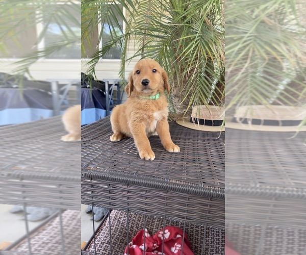 Medium Photo #5 Golden Retriever Puppy For Sale in FRESNO, CA, USA