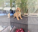 Small #4 Golden Retriever