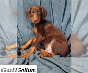 Doberman Pinscher Puppy for sale in POMEROY, OH, USA
