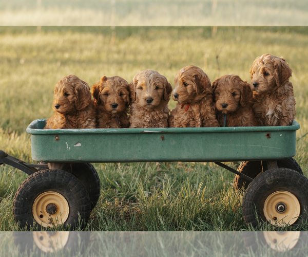Medium Photo #1 Goldendoodle (Miniature) Puppy For Sale in ASH GROVE, MO, USA