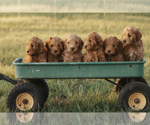 Goldendoodle (Miniature) Puppy for sale in ASH GROVE, MO, USA