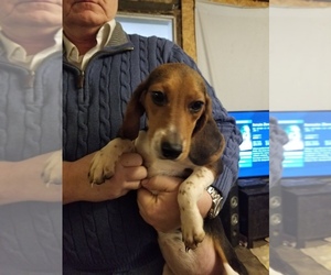 Beagle Puppy for sale in CASEY, IA, USA
