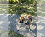 Small Photo #1 Boxer Puppy For Sale in KISSIMMEE, FL, USA