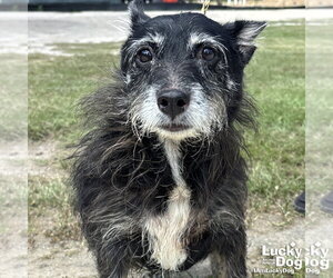 Mutt Dogs for adoption in Washington, DC, USA