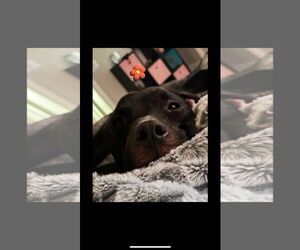American Pit Bull Terrier-Unknown Mix Dogs for adoption in Chandler, AZ, USA