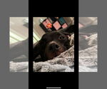 Small American Pit Bull Terrier Mix