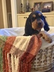 Small Photo #17 Gordon Setter Puppy For Sale in PADUCAH, KY, USA