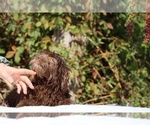 Small #14 ShihPoo
